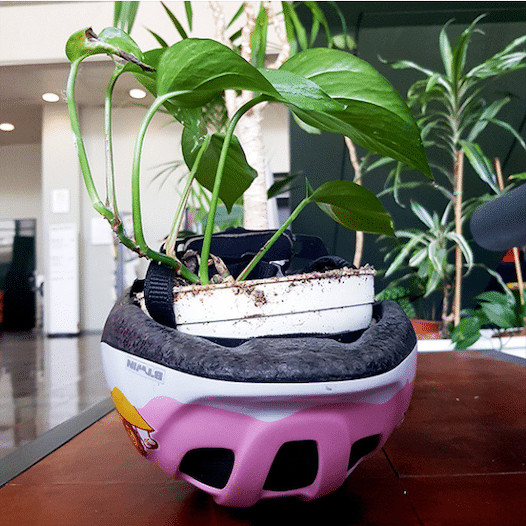 Une plante posée dans le casque de vélo rose servant de vase