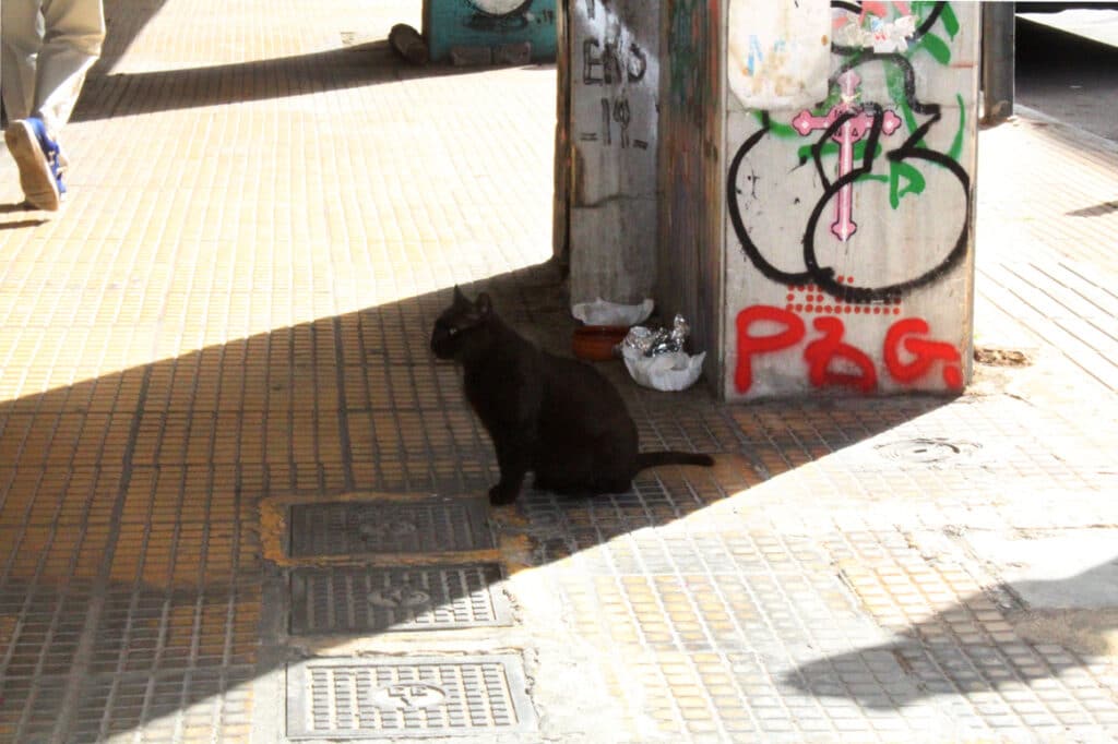 photographie avec un objectif correspondant à l'oeil humain, photo de rue, un chat assis au sol a l'ombre 